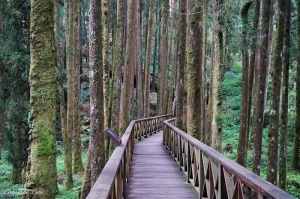巨木群棧道 2+1 避暑趣@阿里山國家森林遊樂區