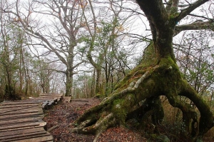 【公告】太平山國家森林遊樂區2月17日起恢復開園