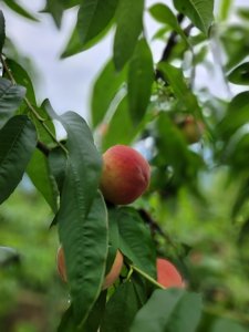 鵝公髻山採桃趣-20250530