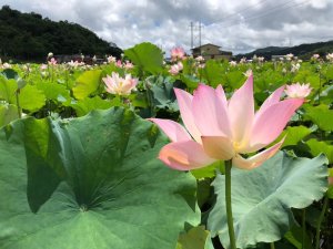 【新聞】荷你相約盛夏雙溪 新北2026戀戀雙溪荷花節明天登場