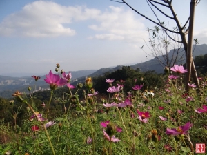 貓空杏花林走春