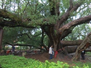 【山林】讓樹醫樹