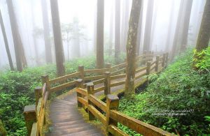 【嘉義】頂湖-大凍山O形步道－不用去溪頭也能享受竹杉林雙重森林浴