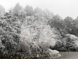 東部｜太平山國家森林公園