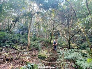 【新竹竹東】五指山登山步道