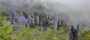 勇闖婆羅洲Sarawak熱帶雨林探險 - 石林尖鋒Pinnacles