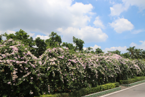 2025-06-23 泰山半日遊─明志和平路口站→楓樹河濱公園→明志書院→頂泰山巖→應化大牌生態園區→泰山巖站