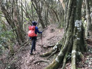 登橫嶺山環走自然步道