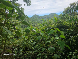 西勢坑山O走