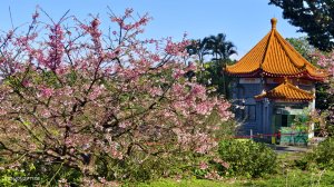 追花是簡單的快樂，賞花是恬淡的幸褔 1/29 & 2/2