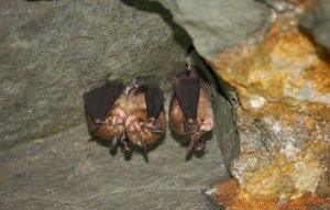 【活動】聽不見的美聲~八仙山蝙蝠研習等你來解密