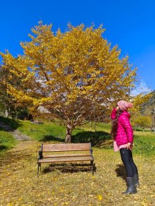 上武賞楓紅黃橙橙銀杏🍁