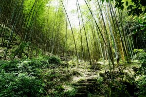 【嘉義】四天王山、知鳥山