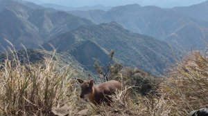 懶人包 | 鹿場上加里山