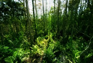 【新聞】「林產物伐採查驗規則」修正頒布 簡化人工林疏伐木查驗程序