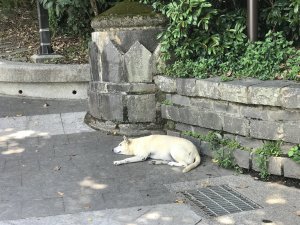 【我淨山我驕傲】觀音山、尖山(占山)登山步道