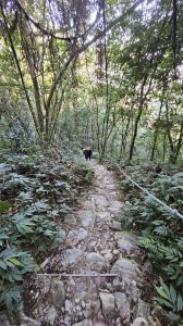 241201-六登魔王小百岳#073尾寮山。美美兔又來了。