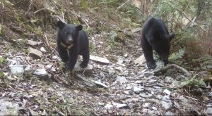 【生態保育】公私協力打造卓溪友熊之鄉 林業保育署首揭露成果歷程