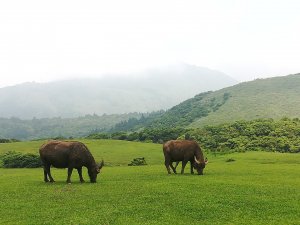 疫情下的擎天崗草原