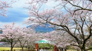 鹿兒島高千穗牧場