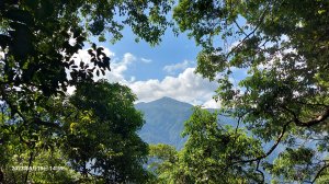 【八仙山】松鶴登山口，谷關七雄老大