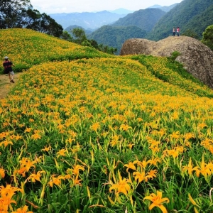 赤柯山金針花海