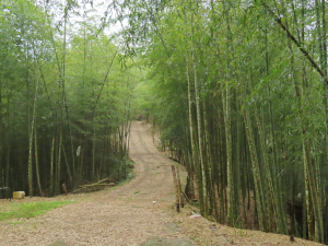 車埕步道 走 集集大山