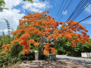 [嘉義大埔][二]三腳南山、三腳南山南峰(清峰)、崙頂