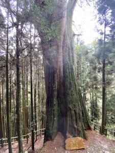樂山林道檜山巨木群