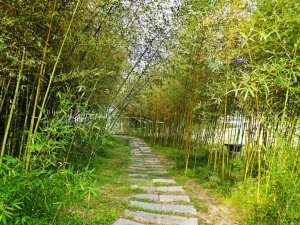 發現羅山魅力：竹林步道生態之旅、交通工具選擇與路線規劃