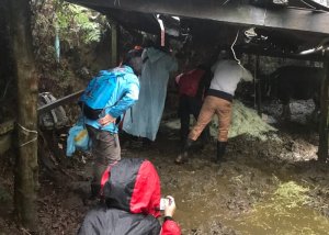 【新聞】擎天崗野化水牛緊急營養補充已就位