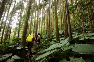 走入綠光森林~外鳥嘴山走春