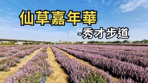 桃園楊梅 桃園仙草嘉年華-楊梅秀才步道
