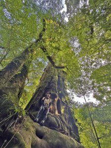 拉拉喀斯神木群走舊水山線