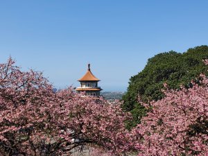 輕軌淡金北新＞天元宮後山賞櫻＞楓樹湖＞觀光果園
