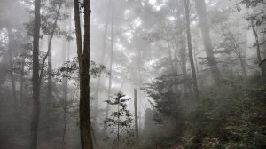 【谷關七雄】新山馬崙 - 松香裡的時光迴廊：聽山林講述歲月的故事
