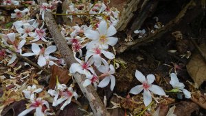 【屏東】田良井四山～好戲在後頭