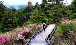 觀霧森林遊樂區，雲霧步道，大鹿林道西線，雪霸休閒農場，雲海咖啡廳觀景台，野馬瞰山