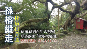 「孫榕縱走」,孫臏廟到百年大榕樹下秘境日月圓,順訪鶯歌數棵列名的大榕樹,颱風剛過倒木很多