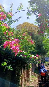 黑蚊猖獗的天母山、花團錦簇的花卉試驗中心