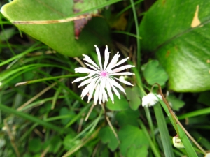 陽明山國家公園原生花草