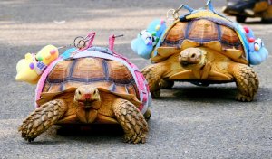 大安公園,台大校園