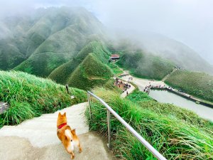 【狗狗爬山】宜蘭礁溪/聖母山莊步道：抹茶山健行一日遊