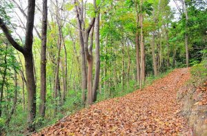 【台南】林安森林步道.桃花心木林黃葉滿地
