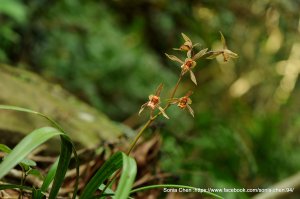 「陰影處，遇見屬於妳的光」2026 D0313 報歲蘭