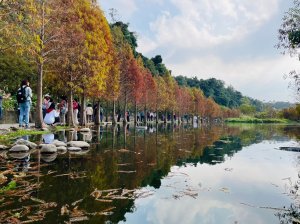 [小百岳]No.019鳶山(福德坑山)。鳶山縱走-月眉濕地公園(落羽松熱點)