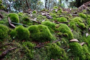 【南投】大尖山～絨絨綠苔路