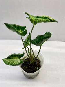 鄭元魁的頭像