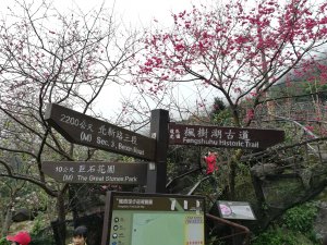 ~ 新春走跳賞《木蓮花》~