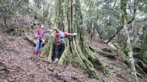 高台山縱走島田山登山健行趣(第224篇旅記分享)